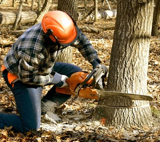 Tree Removal in Brownfield, TX